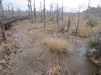 blue elbow swamp